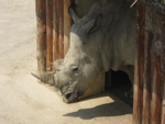 Foto: Nosorožec tuponosý jižní