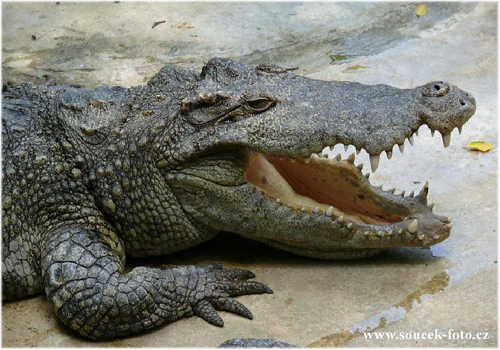 Foto: Krokodýl siamský