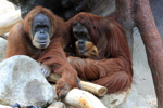 Foto: Orangutan sumaterský