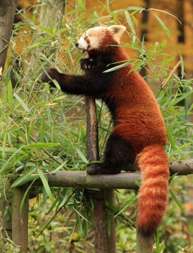 Foto: Panda červená