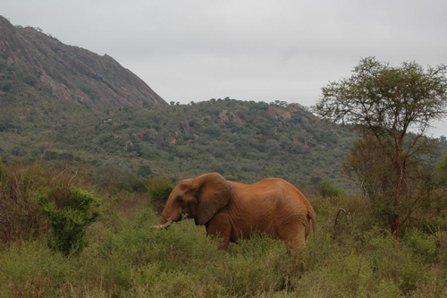 Foto: Slon africký