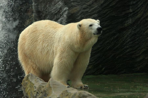 Foto: Medvěd lední