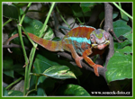 Foto: Chameleon pardálí