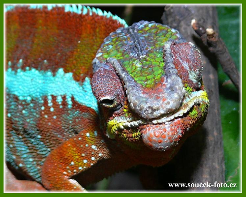 Foto: Chameleon pardálí