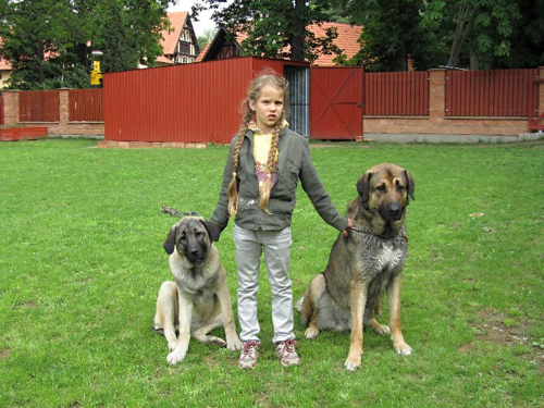 Foto: Anatolský pastevecký pes