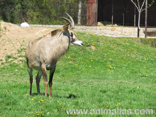 Foto: Antilopa koňská