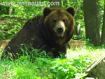 Foto: Medvěd kamčatský