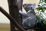 Foto: Koala medvídkovitý