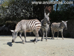 Foto: Zebra bezhřívá
