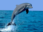 Foto: Delfín skákavý