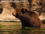 Foto: Medvěd kamčatský