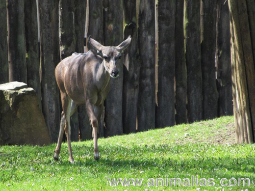 Foto: Kudu velký
