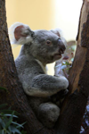Foto: Koala medvídkovitý