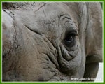 Foto: Nosorožec dvourohý