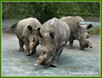Foto: Nosorožec tuponosý severní