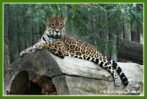 Foto: Jaguár americký