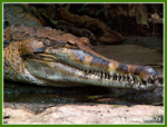 Foto: Krokodýl úzkohlavý