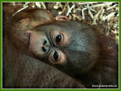 Foto: Orangutan bornejský