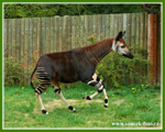 Foto: Okapi