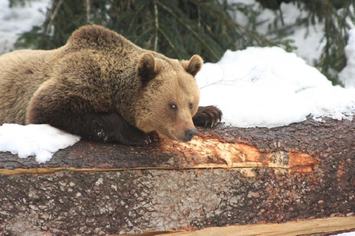 Foto: Medvěd hnědý