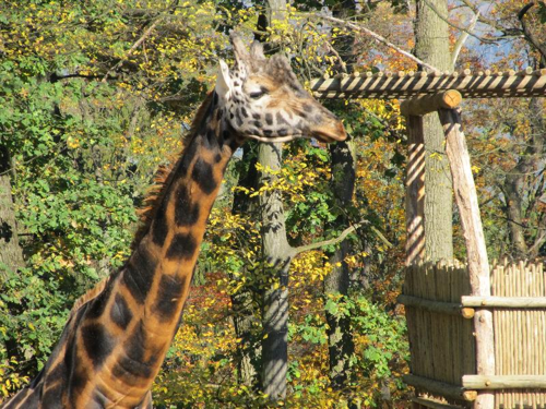 Foto: Žirafa rothschildova