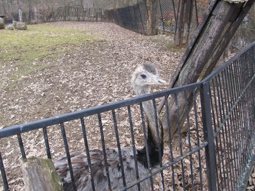 Foto: Emu hnědý