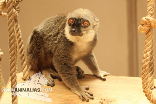 Foto: Lemur běločelý