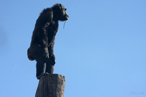 Foto: Šimpanz učenlivý