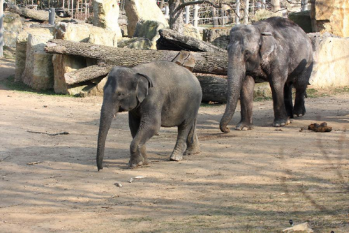 Foto: Slon indický