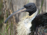 Foto: Ibis žlutokrký