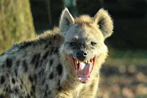 Foto: Hyena skvrnitá