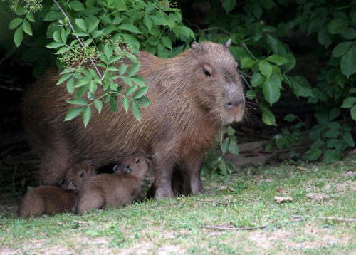 Foto: Kapybara