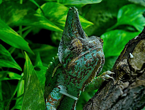Foto: Chameleon jemenský