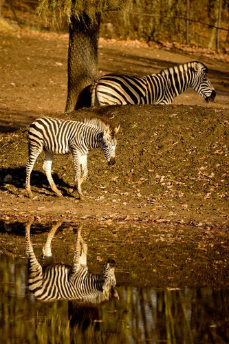 Foto: Zebra chapmanova
