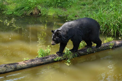 Foto: Medvěd ušatý
