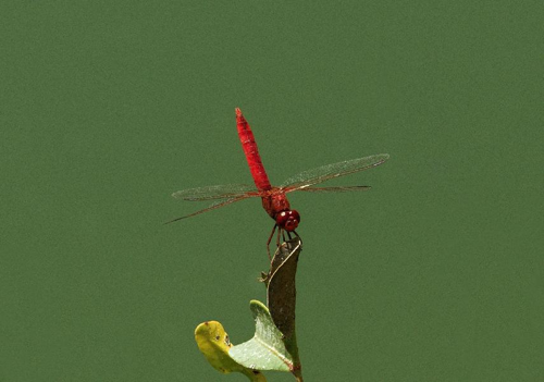Foto: Vážka červená