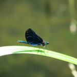 Foto: Motýlice obecná
