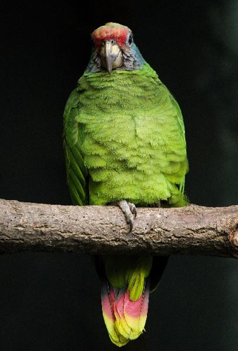Foto: Amazoňan rudoocasý