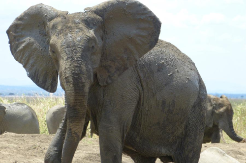 Foto: Slon africký východoafrický