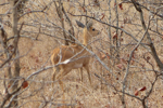 Foto: Antilopa trávní