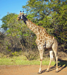 Foto: Žirafa angolská