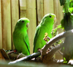 Foto: Papoušíček vrabčí