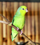 Foto: Papoušíček žlutolící