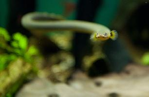 Foto: Reedfish