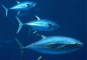 Foto: Atlantic bluefin tuna