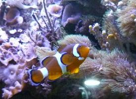 Foto: Ocellaris clownfish