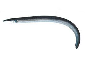 Foto: Japanese eel