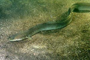 Foto: European eel