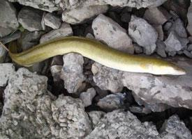 Foto: American eel