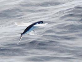 Foto: Atlantic flyingfish